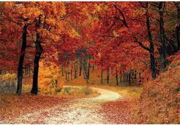 Осенний лес Красных кленов День Благодарения осень природные день рождения фото фон фотографии фоном студии баннер